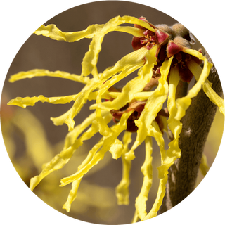Witch Hazel